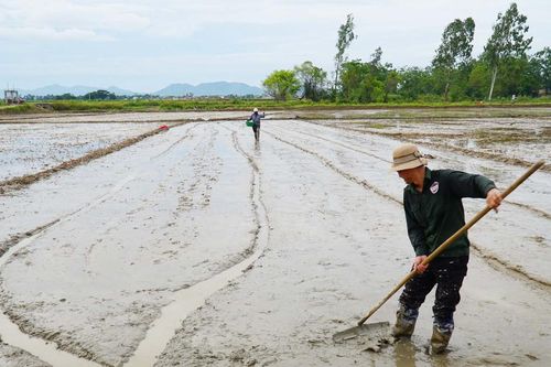 Hưng Nguyên 'sản xuất lần 2' hơn 1.200 ha lúa hè thu