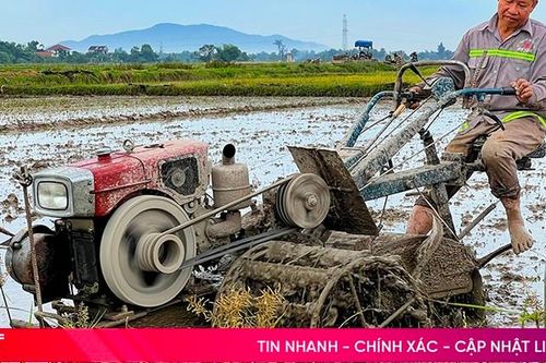 Vụ lúa hè thu ở Hà Tĩnh: Cơ bản hoàn tất, chủ động né tránh thiên tai