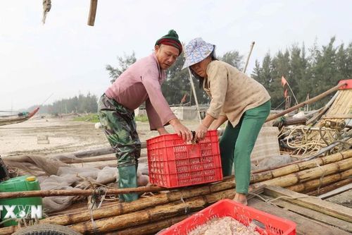Nghệ An: Rộn ràng mùa khai thác ruốc biển của ngư dân huyện Diễn Châu