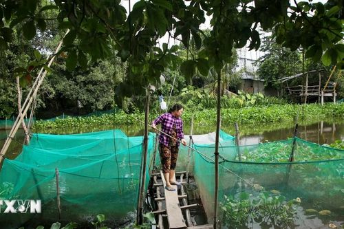 Tây Ninh: Sông Vàm Cỏ Đông liên tục ô nhiễm, người nuôi cá chịu thiệt hại nặng