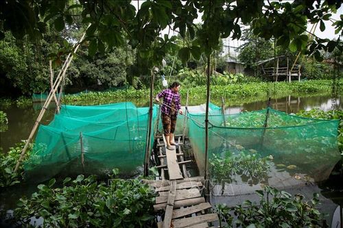 Sông Vàm Cỏ Đông liên tục ô nhiễm, người nuôi cá mất hàng trăm triệu đồng