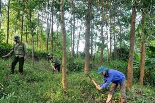 Ngành lâm nghiệp Việt Nam sẵn sàng thích ứng với EUDR