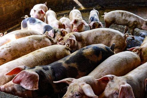 Giải quyết ô nhiễm môi trường tại dự án nuôi heo Công ty Làng Việt Nam