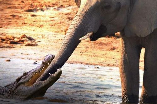 Clip: Uống nước trong lãnh thổ của cá sấu, voi rừng bị tập kích suýt gãy vòi