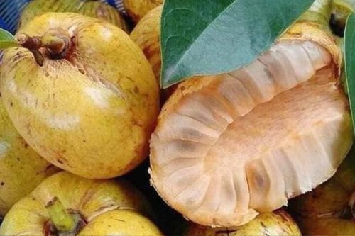 Loại quả xưa rụng đầy vườn không ai nhặt, giờ là đặc sản giá 'ngất ngưởng'