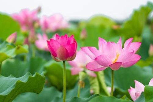 Ấn tượng mùa sen nở