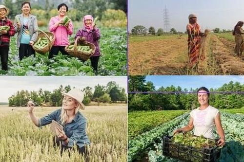 2026 được chọn là Năm Quốc tế Phụ nữ nông thôn