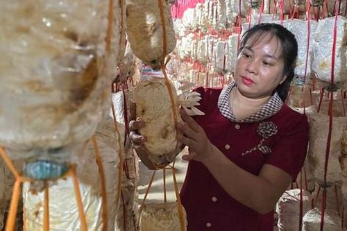 Liên kết hội viên, phụ nữ cùng phát triển trồng nấm