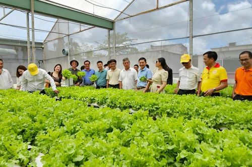 Lợi ích ứng dụng công nghệ cao trong phát triển nông nghiệp đô thị