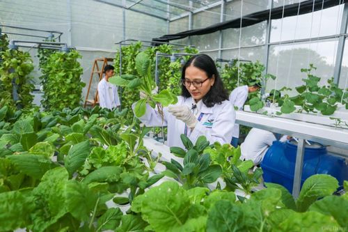 TP. Hồ Chí Minh: Ứng dụng công nghệ cao để phát triển vườn đô thị