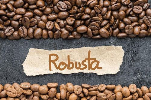 Đâu là lý do khiến giá cà phê Robusta xuất khẩu tăng cao nhất lịch sử?