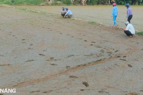 Nguồn nước tưới bị nhiễm mặn gây ảnh hưởng nhiều diện tích lúa hè thu