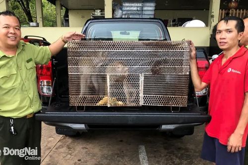 Không nuôi nhốt, buôn bán động vật hoang dã