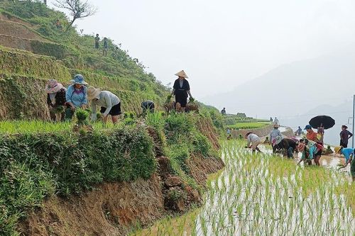 Sa Pa cơ bản hoàn thành gieo cấy lúa mùa