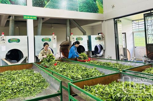 Khởi sắc một vùng chè