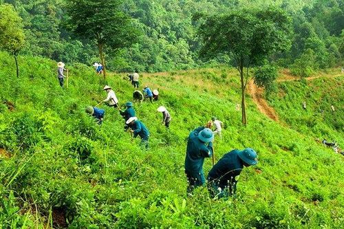 Từ 15/7/2024, quy định mới về mức trợ cấp gạo bảo vệ và phát triển rừng là bao nhiêu?