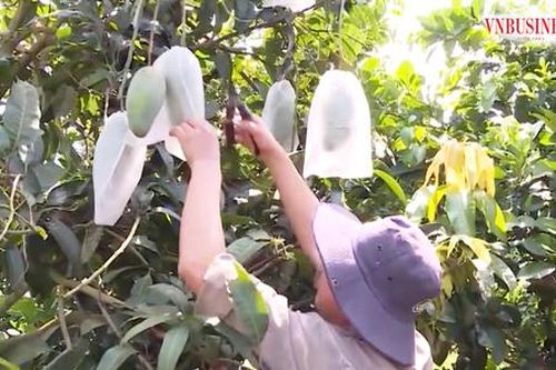 Bán trái cây đi khắp thế giới, nông dân Sơn La đua làm giàu