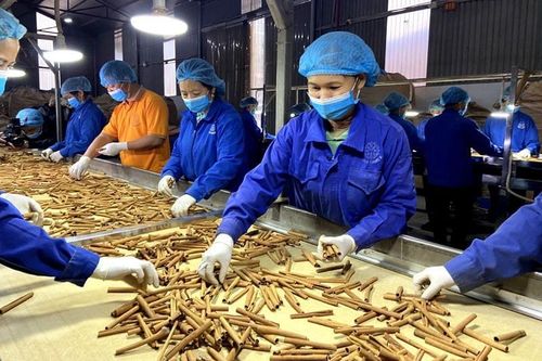 Việt Nam xuất khẩu hơn 11.000 tấn quế trong tháng 5