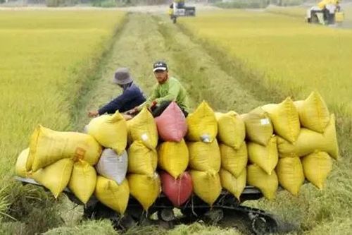 Bỏ thầu gạo giá thấp có ảnh hưởng tới ngành hàng?