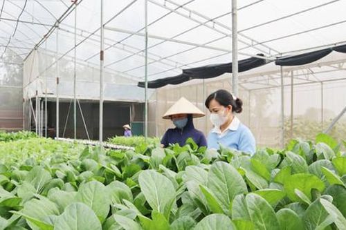 Chuyển đổi số ở khu vực nông thôn Hà Nội: Cú hích để đổi mới, phát triển bứt pháBài 4: Giải pháp hướng đến giàu mạnh, văn minh