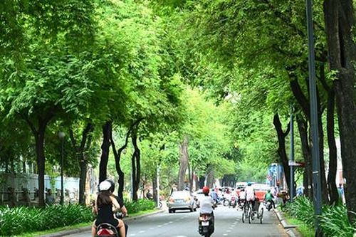 TP Hồ Chí Minh: Chọn me chua để thay thế cho các cây long não bị chết