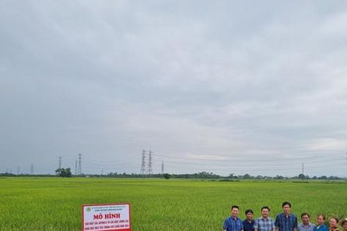 Thanh Oai: Đất sinh lời cao nhờ giống lúa tốt
