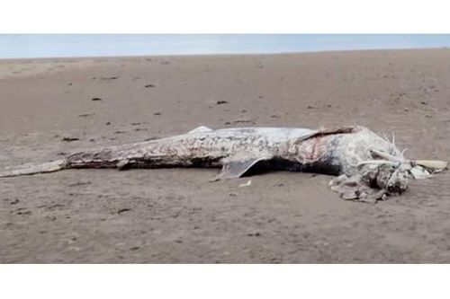Đi dạo bãi biển tìm thấy 'quái ngư' dài 4,5 m trôi dạt, chuyên gia kiểm tra phát hiện sự thật gây sốc