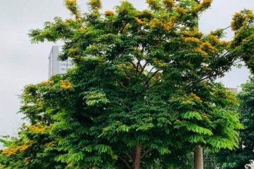 Nghệ An: Hơn 211 tỷ đồng thực hiện 114 dự án cây xanh