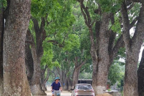 Hàng cây di sản độc lạ ở xứ Thanh
