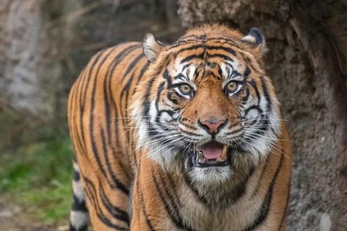 Con hổ Sumatra 13 tuổi được an tử sau sự cố gãy răng nanh