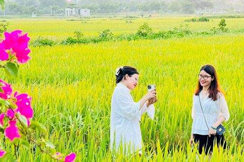 Rời phố, giới trẻ tìm đến quán cà phê giữa cánh đồng lúa ở ngoại ô