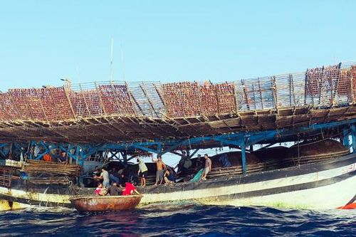 Xã biển thu hàng trăm tỷ đồng từ mực xà