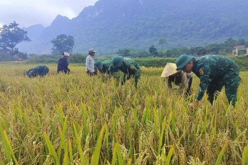 Bộ đội biên phòng thu hoạch lúa giúp đồng bào