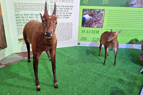 Chiêm ngưỡng tiêu bản đẹp nhất của Sao la - 'Kỳ lân Châu Á' tại Huế