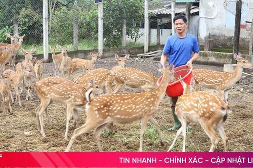 'Bí quyết' làm giàu từ nuôi hươu giống của cựu chiến binh nơi biên giới