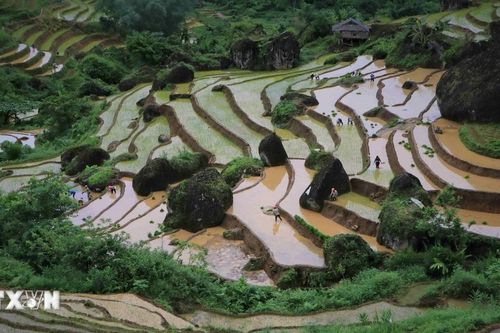 Ruộng bậc thang Khun Há vào mùa nước đổ