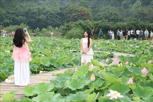 Mùa sen nở rộ hút du khách đến vùng non nước Ninh Bình