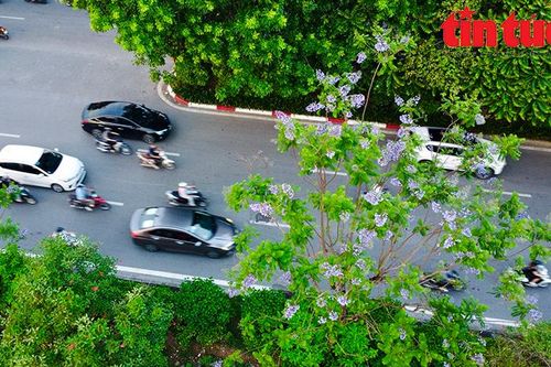 Ngỡ ngàng những hàng phượng tím khoe sắc ở Hà Nội