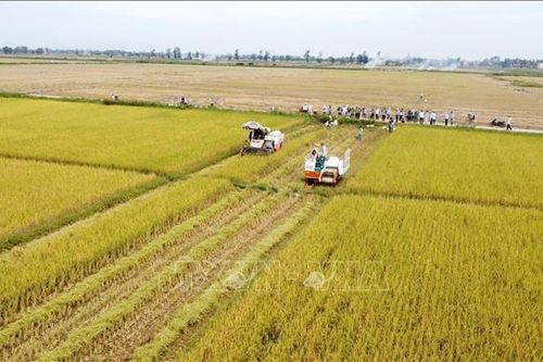 Khuyến cáo nông dân không mua giống lúa trôi nổi, không rõ nguồn gốc