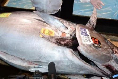 Con cá giá 45 tỷ đồng, vẫn có đại gia quyết xuống tiền mua