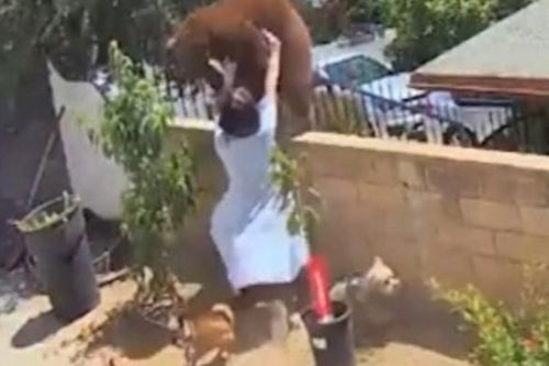 Clip: Để cứu chó cưng, cô gái dũng cảm không ngại nguy hiểm đẩy ngã gấu xám