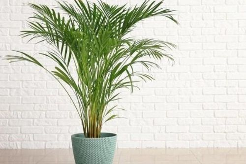 4 loại cây cảnh vừa giảm nhiệt ngày nóng lại 'nịnh' Thần tài, được người giàu coi như 'báu vật'