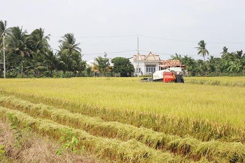 Câu chuyện 'lúa sạch' ở Sông Ray