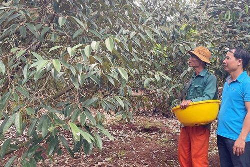 Nông dân Ia Blang thi đua sản xuất kinh doanh giỏi