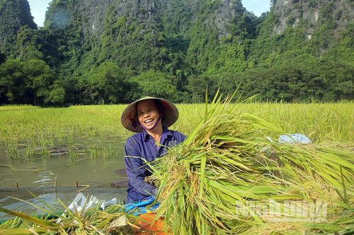 Mùa vui ở Tam Cốc