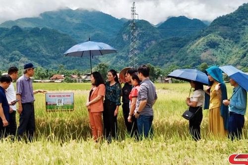 Chia sẻ các cách làm hay trong sản xuất nông nghiệp