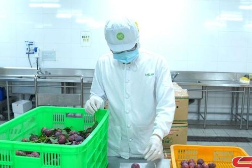 Khởi hành đưa Mận hậu Sơn La lên các chuyến bay của Vietnam Arilines