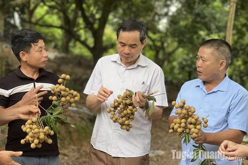 Tiến sĩ của nông dân
