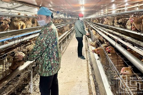 Chăn nuôi theo hướng an toàn sinh học: Giảm chi phí, tăng lợi nhuận