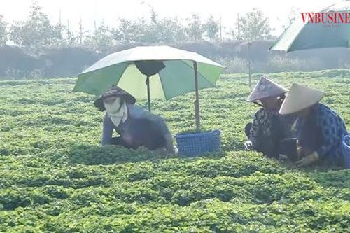 Những cây trồng 'thấp lè tè' nhưng lợi nhuận cao, giúp nông dân Long An liên tục thu bộn tiền